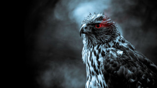 Bird red eyes dark smokey 2 - red eye free wallpaper for desktop