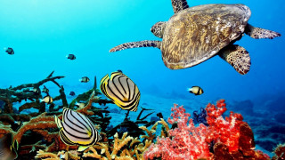 Turtle swimming coral reef fish 4 - blue water free wallpaper