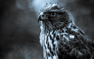 Black white bird prey camera - prey free wallpaper