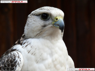 Birdofprey wood background ambientocclusion animalphotography - prey free wallpaper