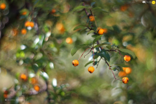 Orange tree christmas bokeh macro - top of its free wallpaper