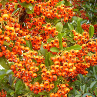 Bush red berries branches leaves - incoherent free wallpaper for tablet