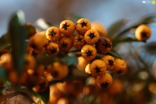 Berries close up tree branch - berry free wallpaper for desktop