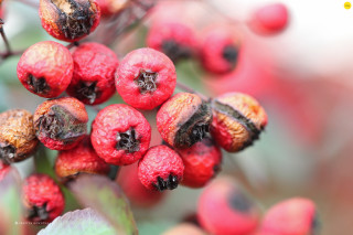 Berries tree branch leaves nature - leaf and berries free wallpaper