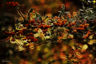 Blurry photograph berries tree branch - leaf and berries free wallpaper