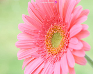 Pink flower green center blurry - elinor proby adams free wallpaper