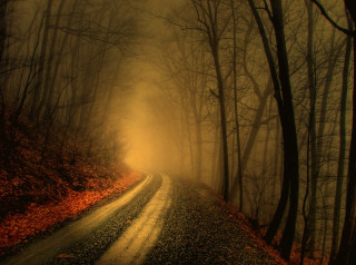Foggy road forest trees leaves - atmospheric lighting free wallpaper