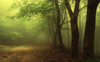 Dirt path forest trees fog 2 - forest free wallpaper for desktop