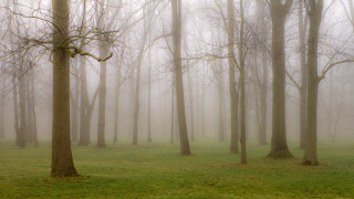 Foggy forest trees grass bench - a foggy forest free wallpaper