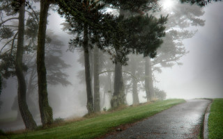 Foggy road trees person walking - the foggy day free wallpaper