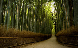 Bamboo forest path tall trees - side of it free wallpaper