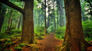 Forest trail dense trees green - a dirt path free wallpaper
