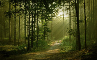 Path woods sunlight trees nature - forest free wallpaper for desktop
