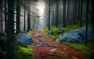 Wooded trail rocks trees fog - the distance behind free wallpaper