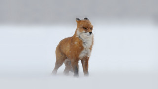 Red fox snow sad looking - mist free wallpaper