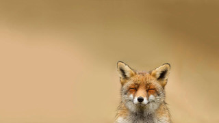 Red fox eyes closed sleeping - a red fox free wallpaper