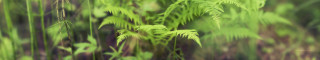 Blurry green plant leaves stems 2 - stem and a blurry background free wallpaper for desktop