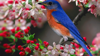 Blue bird sitting branch tree 8 - a blue bird free wallpaper