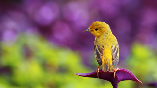 Yellow bird purple flower garden - a yellow bird free wallpaper