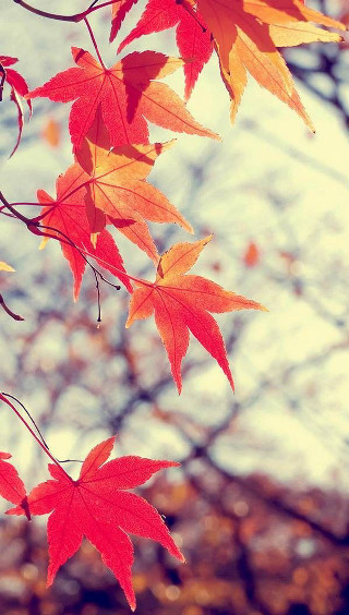 Fall tree red leaves autumn - free autumn wallpaper for mobile