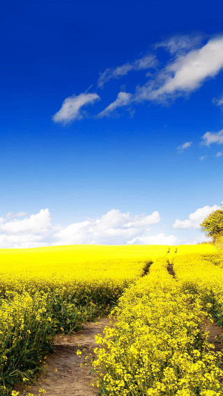 Path yellow flowers blue sky - free spring wallpaper for mobile