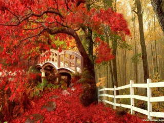 Bridge forest redleaves whitefence magicrealism - in the foreground free wallpaper