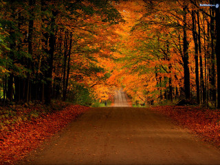 Road surrounded by trees orange - a forest in the background free wallpaper