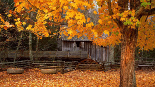 Cabin woods autumn leaves yellow - a fence free wallpaper
