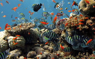 Fish coral reef ocean swimming - other fish free wallpaper