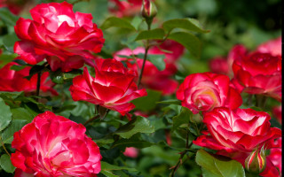 Blooming red roses garden beautiful - red rose free wallpaper