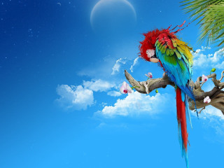 Colorful parrot perched branch moon - a colorful parrot free wallpaper
