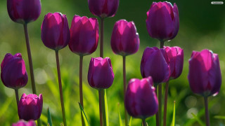 Purple flowers grass blurry background 2 - pink tulip free wallpaper