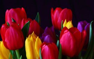 Red bunch colorful vibrant collection - rich vivid color free wallpaper