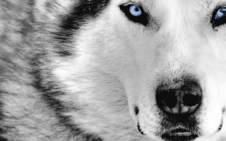 Husky blue eyes black nose - a black nose and nose ring free wallpaper