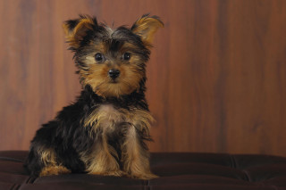 Small dog couch wooden wall - a small dog free wallpaper