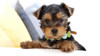 Small dog green collar laying - a green collar free wallpaper