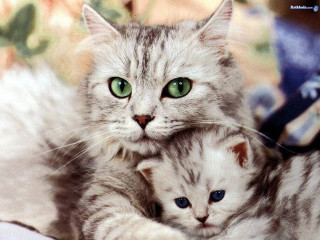 Cat green eyes cuddling floral - green eye free wallpaper