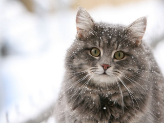 Cat snow sad looking camera - a sad look free wallpaper