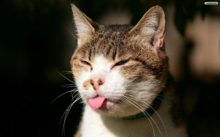 Cat tongue closed eyes blurry - u free wallpaper