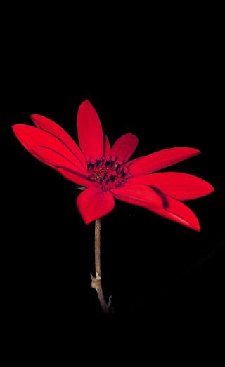 Red flower black background dark - single free wallpaper for mobile