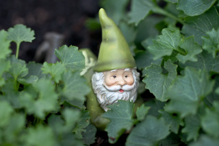 Gnome statue bush leaves plants - clovis trouille free wallpaper for desktop