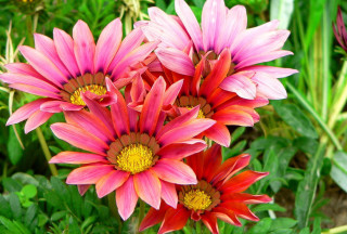 Pink flowers garden green leaves - a garden free wallpaper