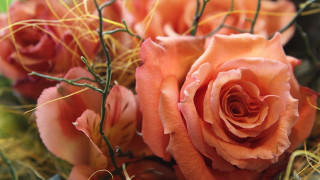 Orange rose macro blurry background - a green plant in the foreground free wallpaper