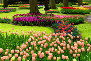 Garden colored flowers trees path - vivid free wallpaper