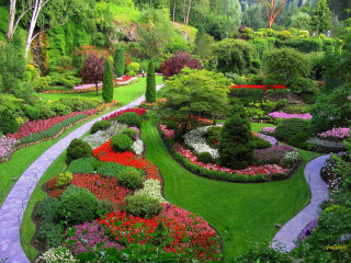 Garden pathway flowers trees bushes - bush free wallpaper