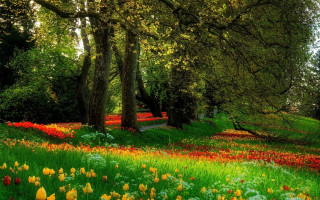 Field of flowers and trees - green grass free wallpaper