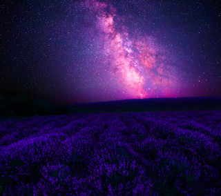 Purple flowers night sky stars 2 - the horizon free wallpaper for tablet