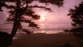 Sunset beach trees water island - tree and water free wallpaper