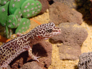 Leopard gecko rock terrarium cactuses - clovis trouille free wallpaper