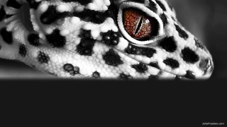 Leopard eye closeup black background - white spot free wallpaper